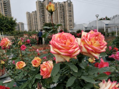 春天養(yǎng)花,要根據(jù)自己的養(yǎng)花地點(diǎn),選擇合適的花卉