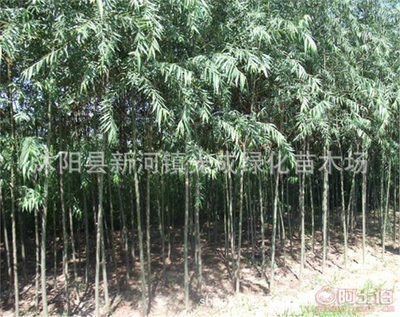 【直銷(xiāo)垂柳苗綠化垂柳垂柳樹(shù)苗綠化工程苗無(wú)病害易成活】沭陽(yáng)縣新河鎮(zhèn)光成綠化苗木場(chǎng) - 產(chǎn)品庫(kù)