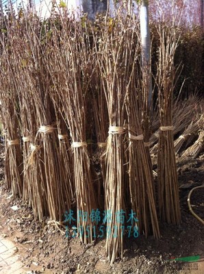 沭陽(yáng)縣錦源園林綠化苗木場(chǎng)