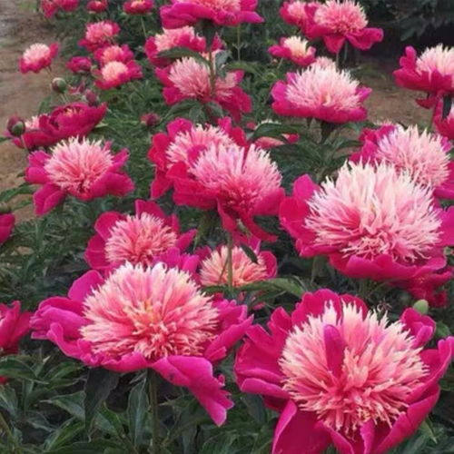 四季開花重瓣芍藥花根塊牡丹花苗濃香型花卉盆栽室內(nèi)陽臺(tái)庭院植物