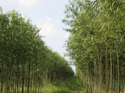 沭陽(yáng)縣景盟園藝苗木場(chǎng)