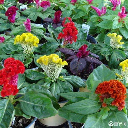雞冠花種子鳳尾冠狀雞冠花 庭院陽臺(tái)花卉盆栽花籽 春秋四季播易價(jià)格1.9元 包 惠農(nóng)網(wǎng)