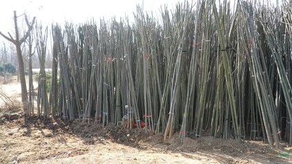 柳樹(shù)價(jià)格_垂柳_直柳_竹柳_速生柳樹(shù)基地