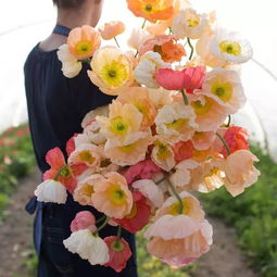 陽光旅行家,愿陽光與花同你常在 鮮花農(nóng)場(chǎng),給你一片世外桃源