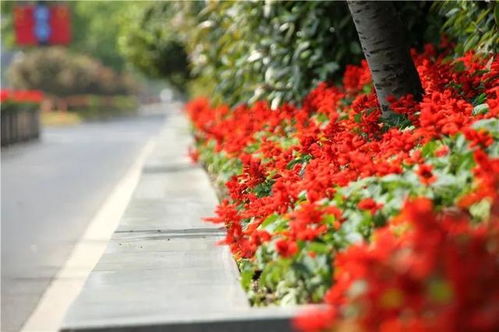 春日氣息撲面而來,五角場(chǎng)環(huán)島景觀花卉上新