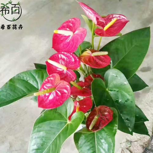 產(chǎn)品實(shí)拍照片
