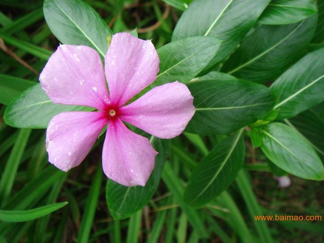 山東草花種植基地 哪里草花比較好 青州新展花卉苗木生產(chǎn)廠(chǎng)家,山東