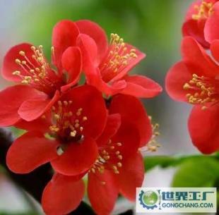 【基地直銷】批發(fā)供應(yīng)優(yōu)質(zhì)花卉苗木西府海棠、帖梗海棠、紅寶石海_農(nóng)副產(chǎn)品_世界工廠網(wǎng)中國產(chǎn)品信息庫