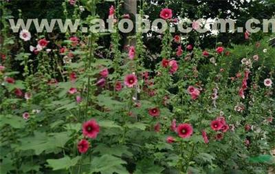 【芳青花卉苗(圖)_大花蜀葵_蜀葵】,價(jià)格,廠家,圖片,供應(yīng)商,花木,青州市芳青花卉苗木專業(yè)合作社 - 產(chǎn)品庫 - 阿土伯交易網(wǎng)