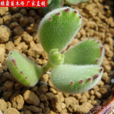 【綠霸苗木場熊童子多肉植物防輻射凈化氣空室內(nèi)陽臺(tái)綠植盆栽花卉】沭陽縣新河鎮(zhèn)新槐居委會(huì)綠霸苗木場 - 產(chǎn)品庫