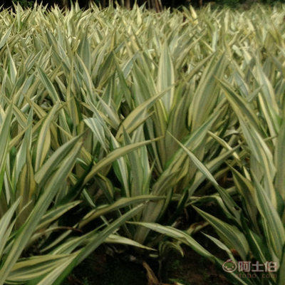 【廠家直銷盆栽花卉綠植萬年麻 物美價(jià)廉】龍海市東泗興輝園藝場 - 產(chǎn)品庫
