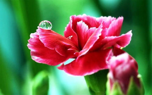 花卉攝影小竅門(mén)