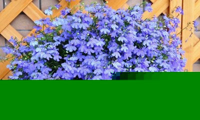 六倍利種孑盆栽花種子籽室內(nèi)花卉植物室外觀賞樹(shù)芳香香草植物種子