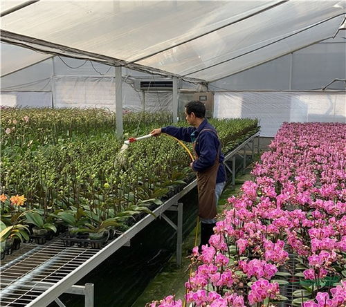 廣東多地取消迎春花市 年宵花產(chǎn)品銷(xiāo)售遇寒潮
