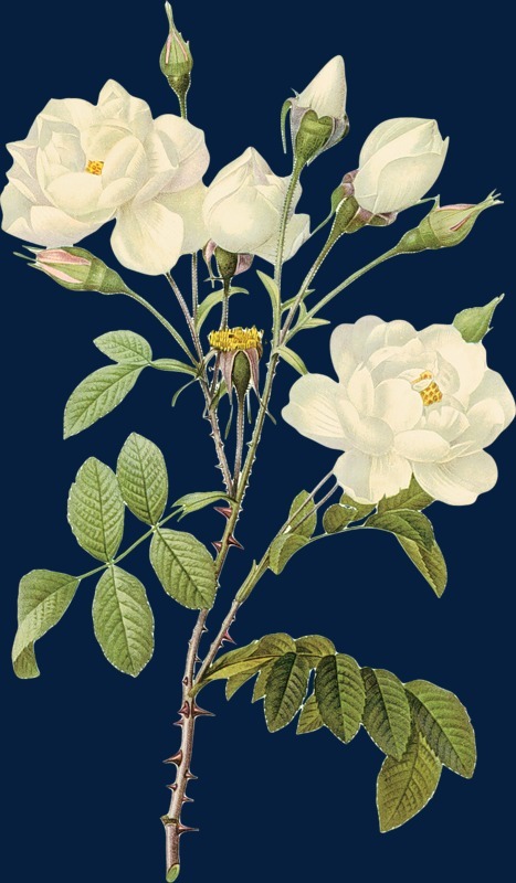 花卉插畫花卉畫 白玫瑰圖片免摳png素材免費(fèi)下載,圖片編號(hào)117333_搜圖中國,soutu123.cn